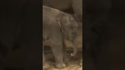 baby elephant playing, हाथी अद्भुत तरह से कुलाट करते हुए, elephants cuddling wonderfully