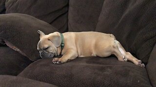 Big baby Brutus napping