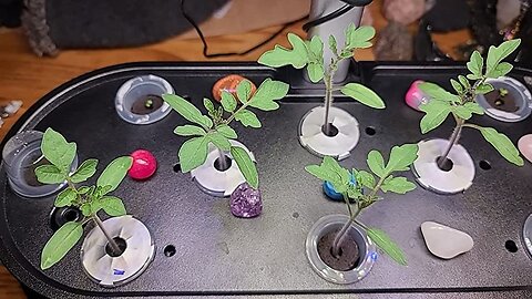 inbloom Hydroponics Growing System 10 Pods, Indoor Herb Garden with LEDs Full-Spectrum Plant Gr...