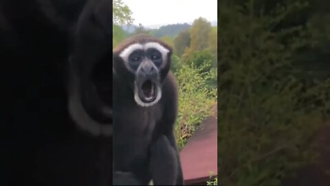 Is this singing?😂😂😂#animals #monkey #fpy #foryou