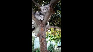 Cat Casey Really Cannot Climb Trees Like Any Other Strays?