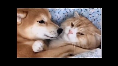 Cats dogs relationship _ Best friends