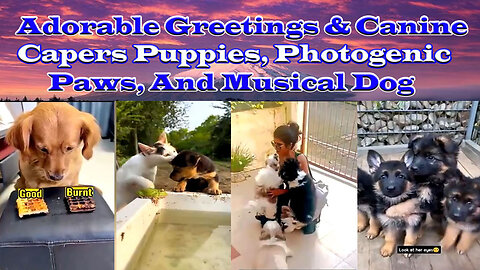 Adorable Greetings & Canine Capers Puppies, Photogenic Paws, and Musical Dog