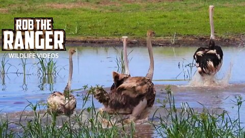 Maasai Ostriches Cross A Stream In Amboseli | Zebra Plains Safari