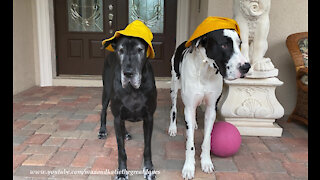 Great Danes don't want to get their rain hats wet