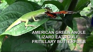 American Green Anole Lizard Eats Mating Gulf Fritillary Butterflies