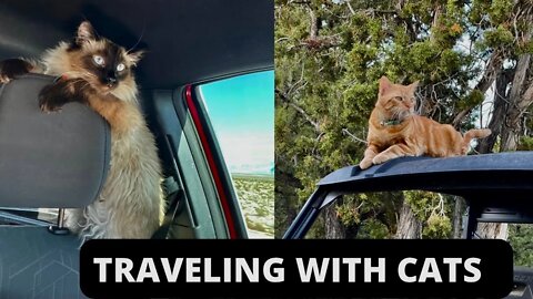 TRAVELING WITH CATS IN A CAR AND RV