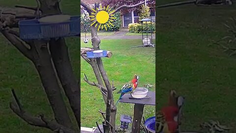 赤いインコが水飲みにやってきた#A red parakeet came to drink water #shorts