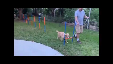 Some dogs aren't built for the obstacle course. Wait for it…😂😂😂😂