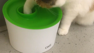 Ingenious food bowl helps overweight cats become healthier
