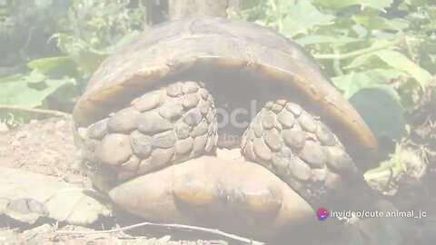 Tea Gardens and Tortoises: China's Longevity Secrets