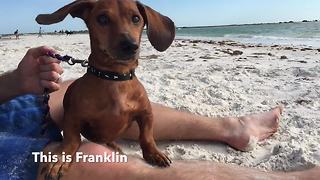 Dog's epic first time at the beach