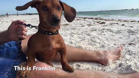 Dog's epic first time at the beach