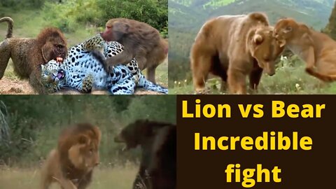 Amazing big fight between lion v/s bear in 2022-2023 ||