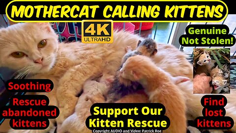 Mother cat calling her kittens sound effect - kitten rescue - Mom cat meow