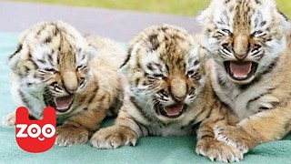 New Born Tiger Cubs Playing