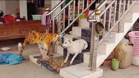 Wow Nice!!! Fake Tiger Prank Dog Run Fast Try To Stop Laugh