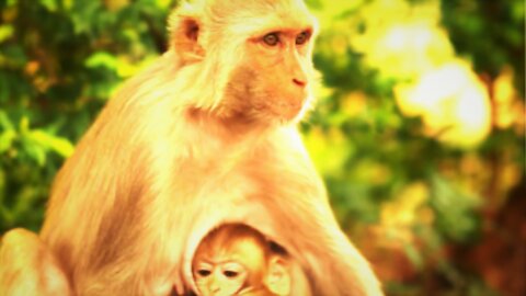 This Endangered Monkeys Best Monkey Moments