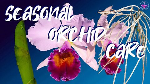 Seasonal Orchid Care | Simple time saving orchid care tips NO tricks! Know your seasons!