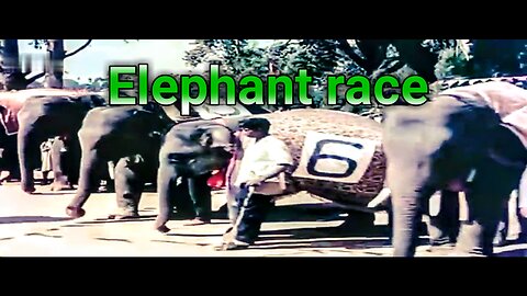 Vigorous elephant race