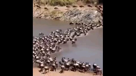 Wildebeest Vs Lion