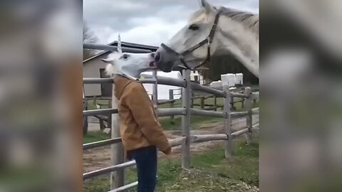 Funny Horse Heart brake moment