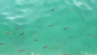 Ilha Grande, Brazil | Fish