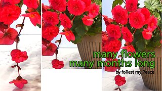Many flowers & many month long Begonia Plant