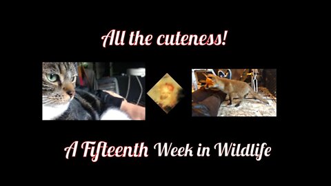 A Fifteenth Week In Wildlife - All the cuteness!
