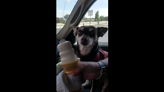 Puppy eating ice cream