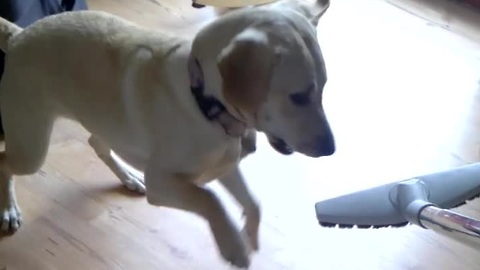 Dog won't let owner use vacuum cleaner