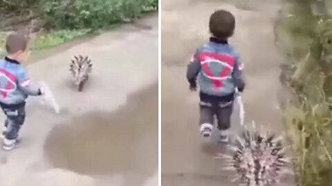 Porcupine walks boy home so lovely