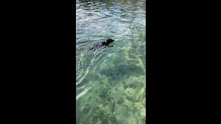 Rocky the dog lake swimming