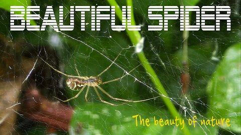 Beautiful spider in a web / A very beautiful insect in nature.