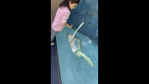 Three year old plays with sea turtle