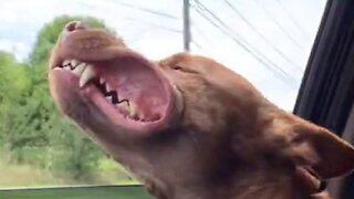 Dog Living His Best Life Sticks Head Out Of Car Window