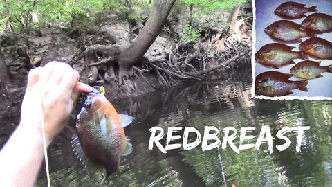 River fishing for Redbreast (Titty Fish)