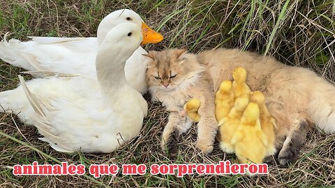 LOL😄!The ducklings were hidden by the cat!The mother duck and the father duck were lost.Funny cute