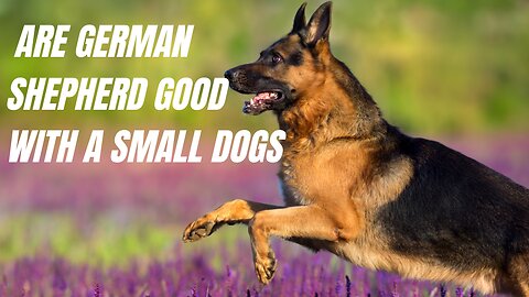 Are German Shepherds good with small dogs?