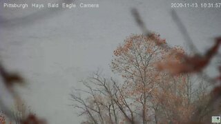 Hays Eagles nest pan of the area 2020 11 13 1030AM