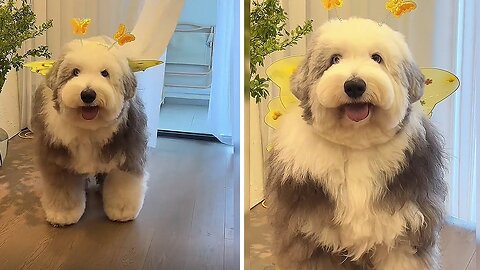 Adorable English Sheepdog steals the spotlight with her cuteness #shorts