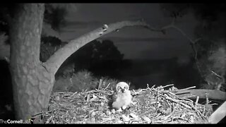 Owlet Eats The Bird Brought By Dad 🦉 4/5/22 06:38
