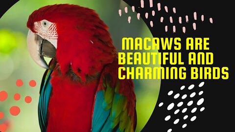 Macaws are beautiful and charming birds