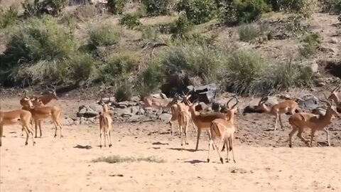 maasai aboriginies hunt and kill wild animals in Africa Amazon