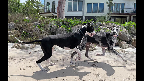 Great Dane 7 Pack Is So Happy To Be Back At Florida Beach Together