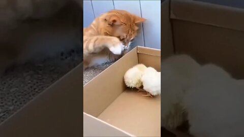 Cat and duck funny video #Shorts