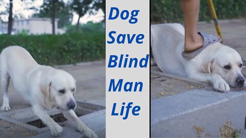 Dog Save Blind Man Life