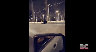 Huge moose kicks Alaska woman in the head after sneaking up on her
