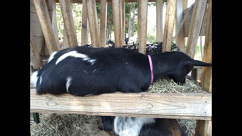 Woolly Worm AKA Thai Ruby's Life Story / Nigerian Dwarf Goat Doe