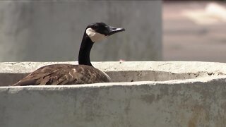 Goose lays eggs in potter at ARC Thrift Store in Littleton